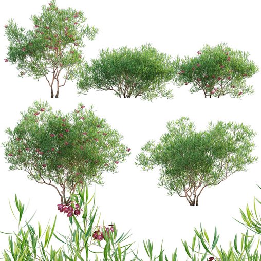 Dodonaea viscosa Florida Hopbush 3d model 3dbrute