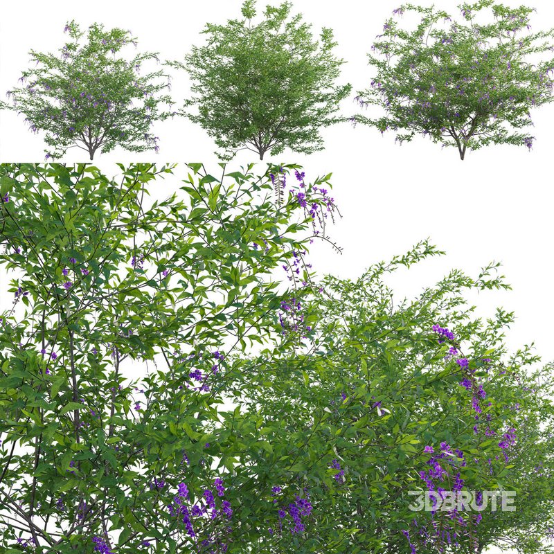 Duranta erecta – Pigeon Berry – Skyflower