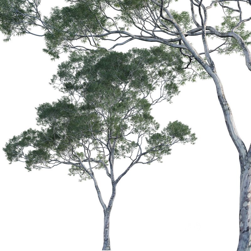 Eucalyptus saligna – Sydney Blue Gum 03