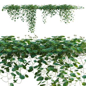 Hydrocotyle prolifera - Whorled marsh pennywort 02 3d model Download  Buy 3dbrute