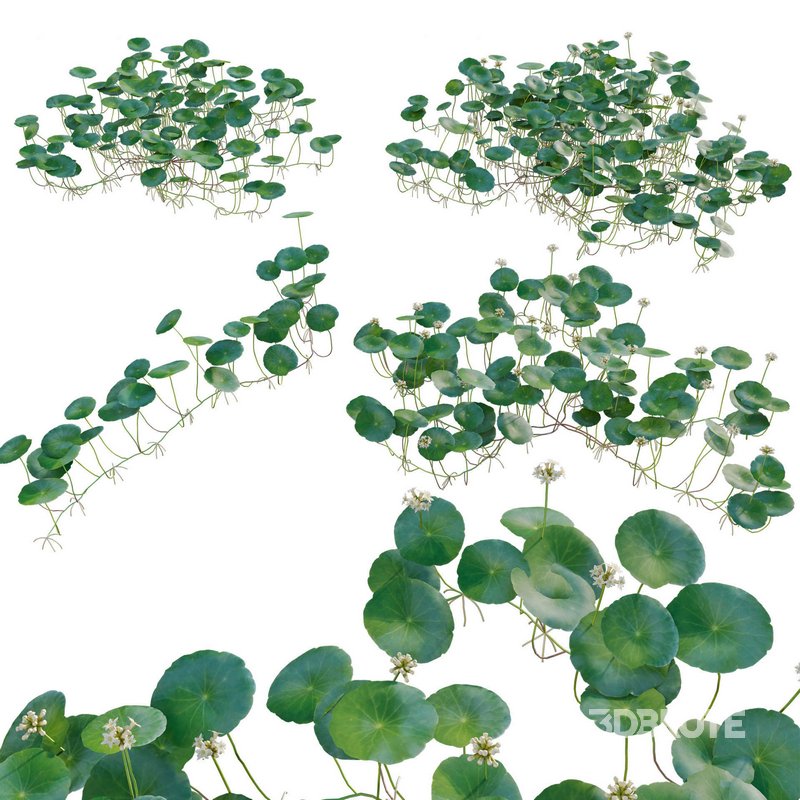 Hydrocotyle prolifera – Whorled marsh pennywort