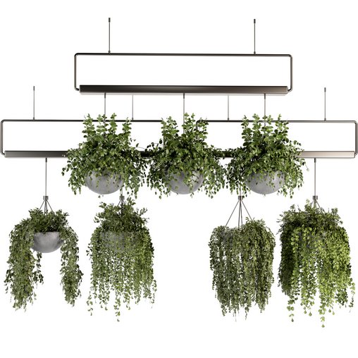 Indoorplants- Hanging Plants – Set-55