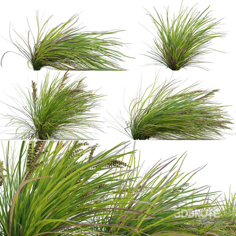 Lomandra Longifolia Nyalla – Mat Rush 02