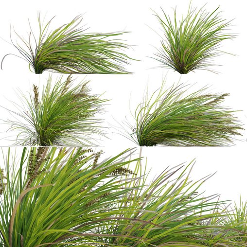 Lomandra Longifolia Nyalla - Mat Rush 02 - 3dbrute : 3dmodel furniture ...