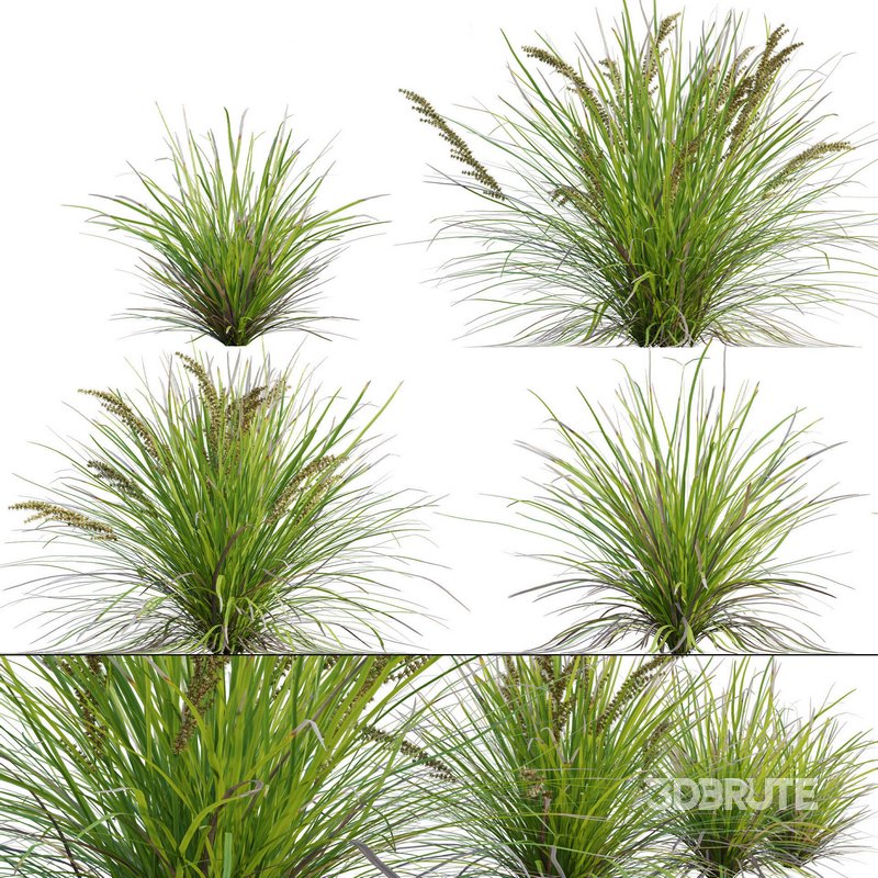 Lomandra Longifolia Nyalla - Mat Rush 3d model 3dbrute