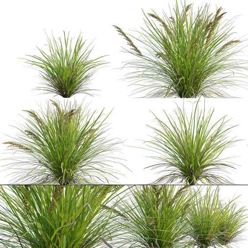 Lomandra Longifolia Nyalla - Mat Rush - 3dbrute : 3dmodel furniture and ...