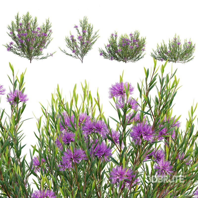 Melaleuca thymifolia – Honey Myrtle – Thyme Honey Myrtle