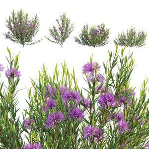 Melaleuca thymifolia - Honey Myrtle - Thyme Honey Myrtle 3d model Download  Buy 3dbrute