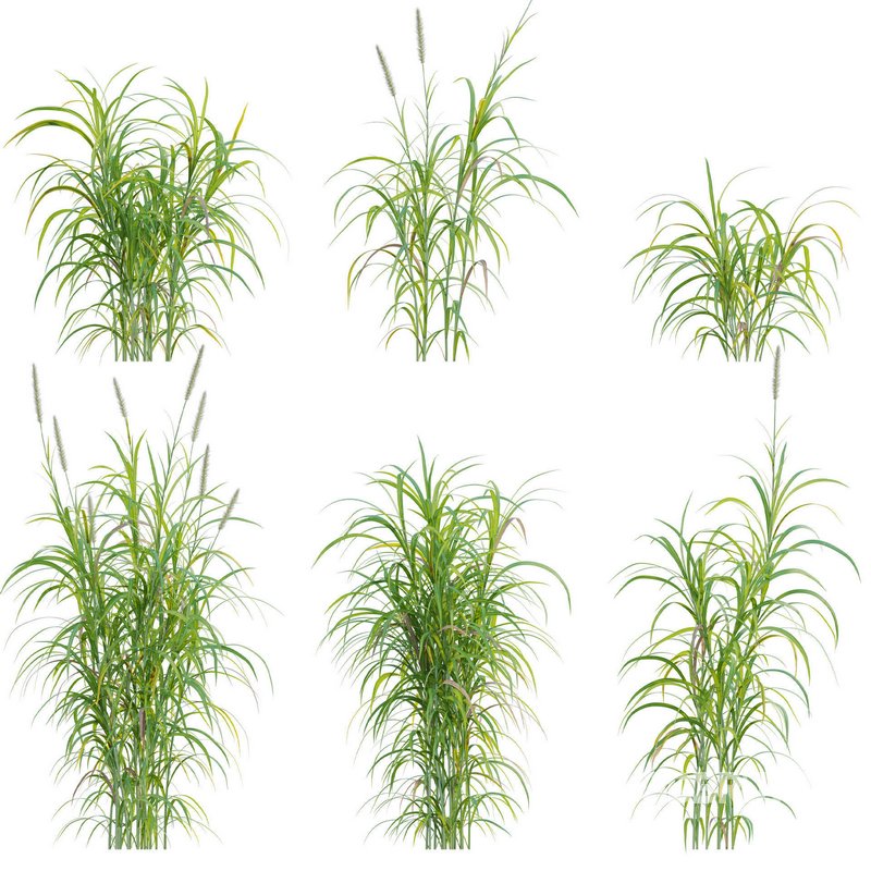 Pennisetum purpureum – Elephant grass