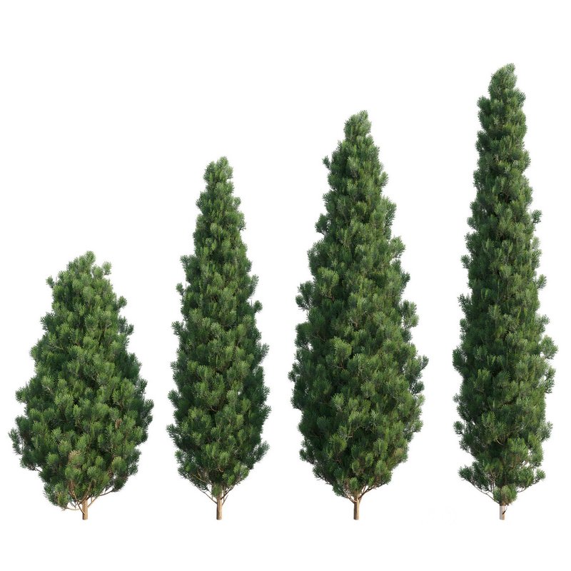 Platycladus orientalis – Biota orientalis – Thuja orientalis