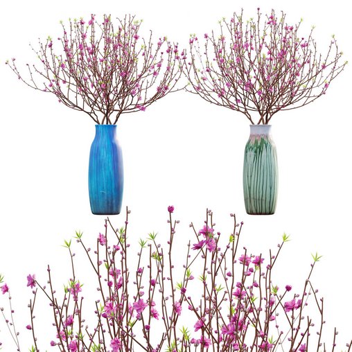 Prunus persica – Peach – Nectarine Trees – 06
