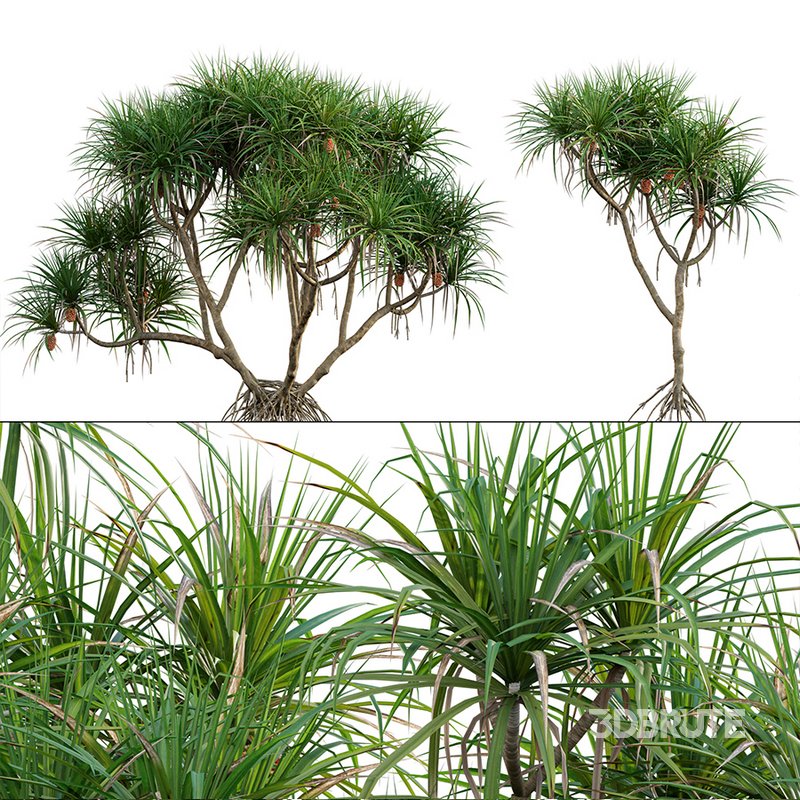 Pandanus tectorius – Screw Pine 02