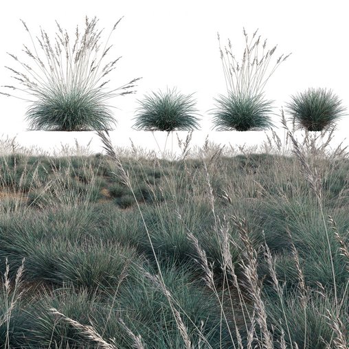 Helictotrichon sempervirens - Blue Oat Grass 03 3d model Download  Buy 3dbrute