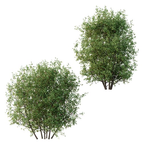Ilex Mucronata Plant Mountain holly 06 (2 Bush)