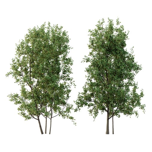 Ilex Mucronata Plant Mountain holly 05 -2 trees