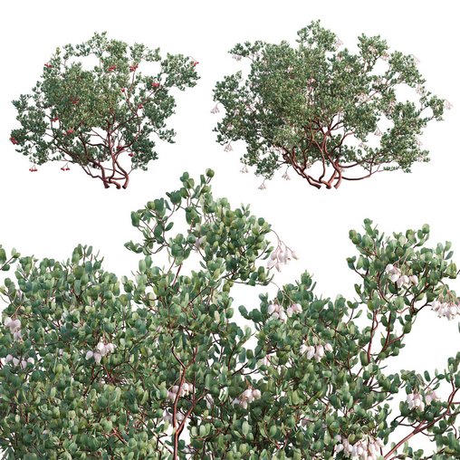 Arctostaphylos glauca ?C Big Berry Manzanita 3d model Download  Buy 3dbrute