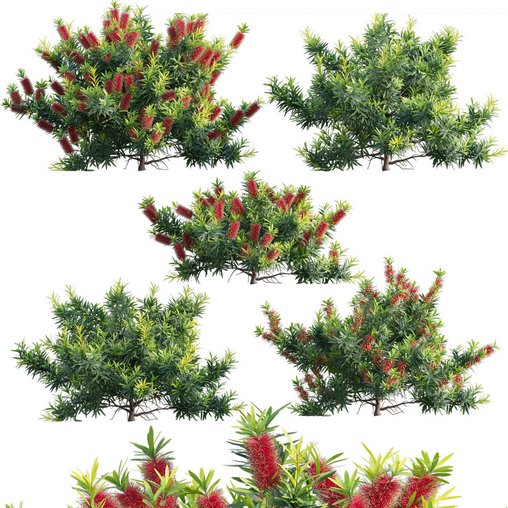 Callistemon Citrinus Little John - Little John Dwarf Red Bottlebrush 3d model Download  Buy 3dbrute