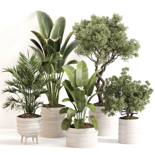 Indoor Plant Set 0142
