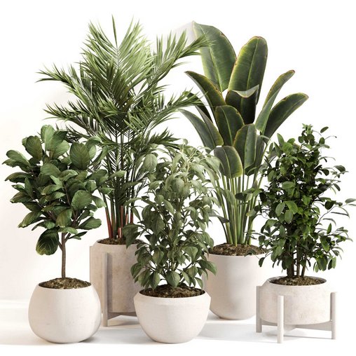 Indoor Plant Set 0147