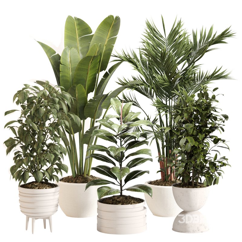 Indoor Plant Set 0143