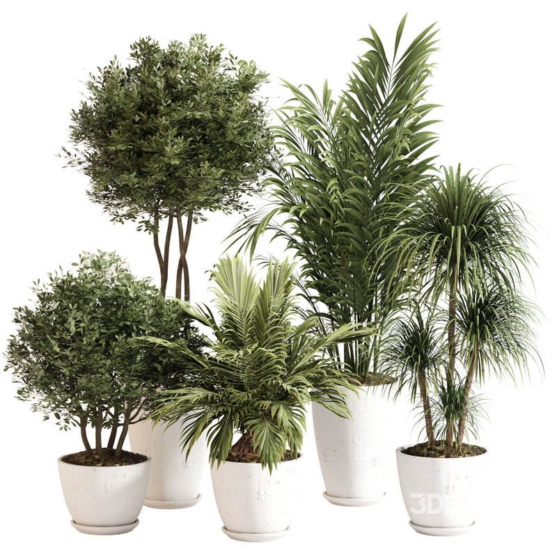 Indoor Plant Set 0144