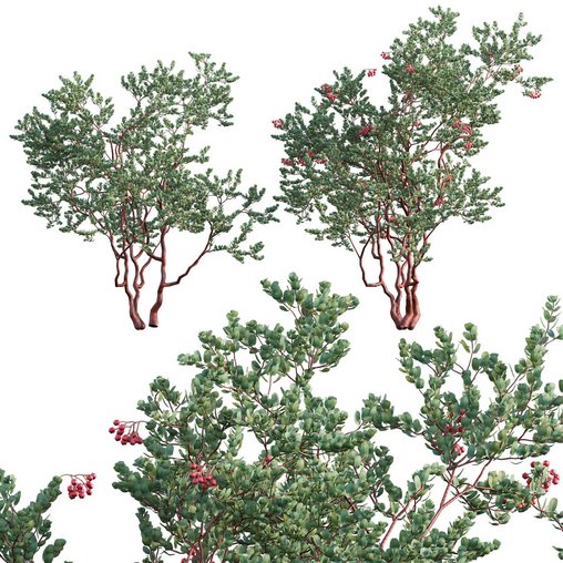 Arctostaphylos glauca ?C Big Berry Manzanita 02 3d model Download  Buy 3dbrute