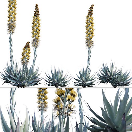 Agave Blue Flame 3d model Download  Buy 3dbrute