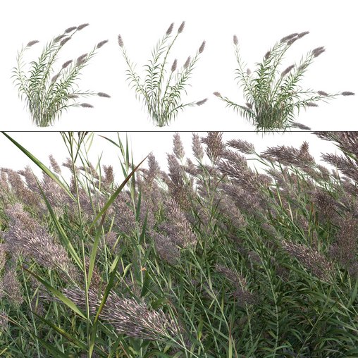 Arundo donax - Giant Reed - Spanish Reed 01 3d model Download  Buy 3dbrute