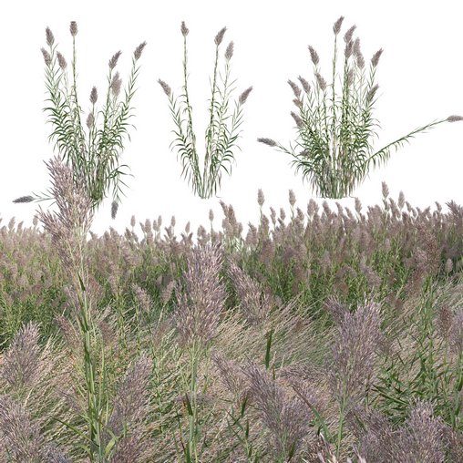 Arundo donax - Giant Reed - Spanish Reed 02 3d model Download  Buy 3dbrute