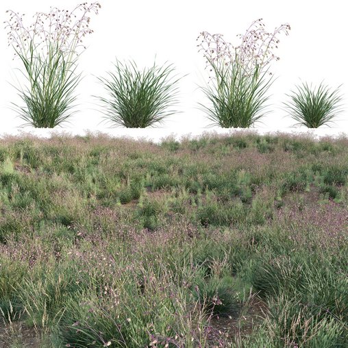 Briza media - Quaking Grass 02 3d model Download  Buy 3dbrute