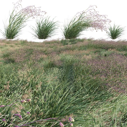 Briza media - Quaking Grass 02 3d model Download  Buy 3dbrute