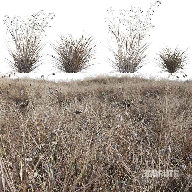 Briza media – Quaking Grass 04