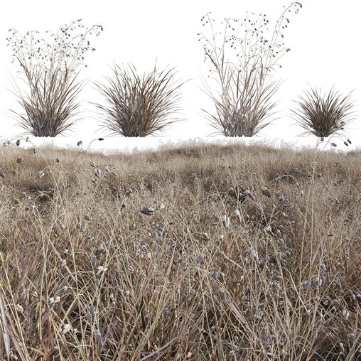 Briza media - Quaking Grass 04 3d model Download  Buy 3dbrute