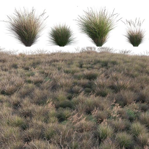 Chionochloa rubra - Red Tussock Grass 3d model Download  Buy 3dbrute