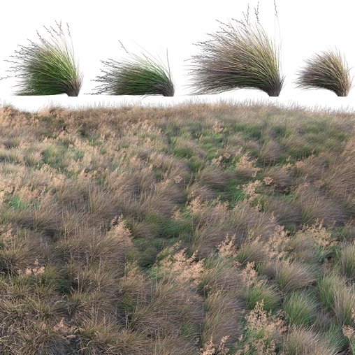 Chionochloa rubra - Red Tussock Grass 02 3d model Download  Buy 3dbrute