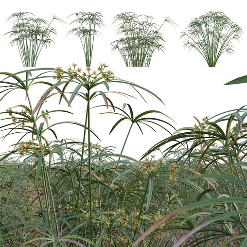 Cyperus involucratus - Umbrella Plant 3d model Download  Buy 3dbrute