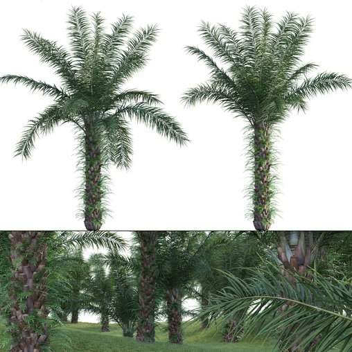 Elaeis guineensis - African oil palm 03 3d model Download  Buy 3dbrute