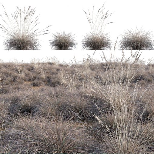 Helictotrichon sempervirens - Blue Oat Grass 02 3d model Download  Buy 3dbrute