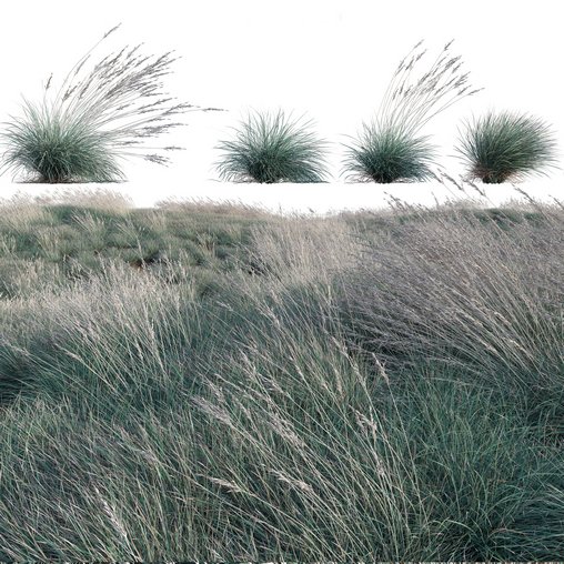 Helictotrichon sempervirens - Blue Oat Grass 03 3d model Download  Buy 3dbrute