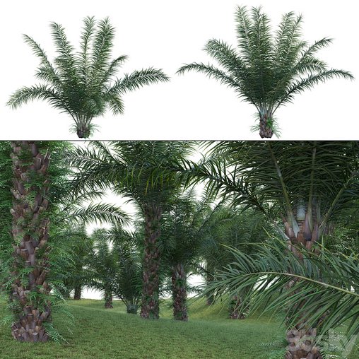 Elaeis guineensis - African oil palm 3d model Download  Buy 3dbrute