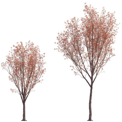 Acer Griseum – Paperbark Maple 02