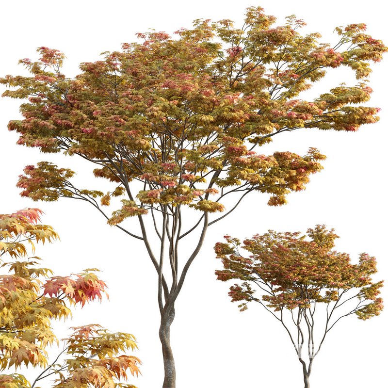 Acer palmatum – Japanese maple 01