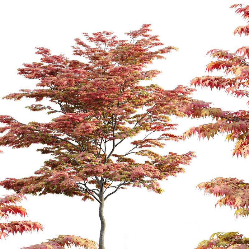 Acer palmatum – Japanese maple 02