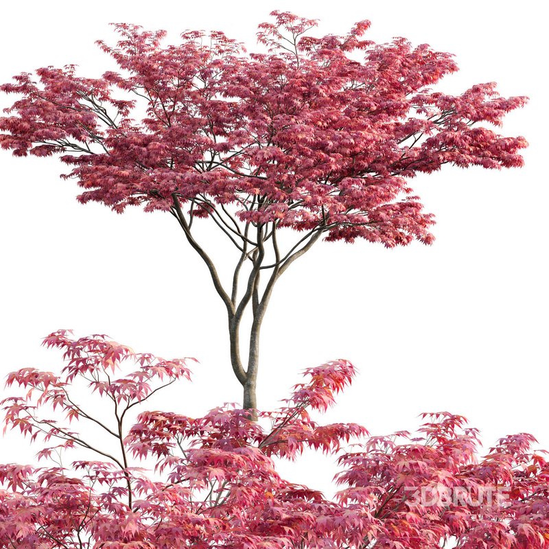 Acer palmatum – Japanese maple 03