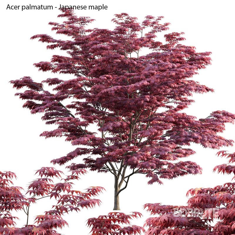 Acer palmatum – Japanese maple 04