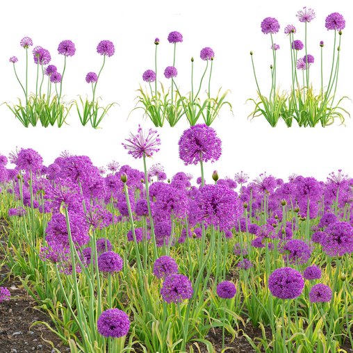 Allium hollandicum - Purple Sensation - Ornamental Onion 02 3d model Download  Buy 3dbrute