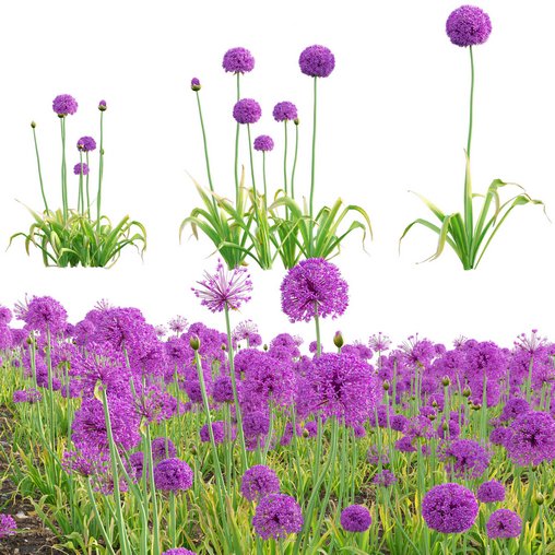 Allium hollandicum - Purple Sensation - Ornamental Onion 3d model Download  Buy 3dbrute