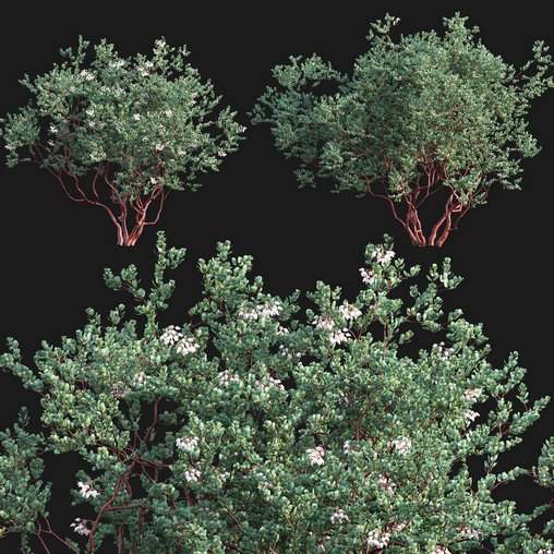 Arctostaphylos glauca ?C Big Berry Manzanita 03 3d model Download  Buy 3dbrute