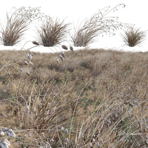 Briza media - Quaking Grass 04 3d model Download  Buy 3dbrute