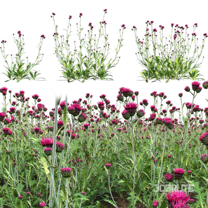 Cirsium rivulare Atropurpureum – Plume thistle Atropurpureum 02